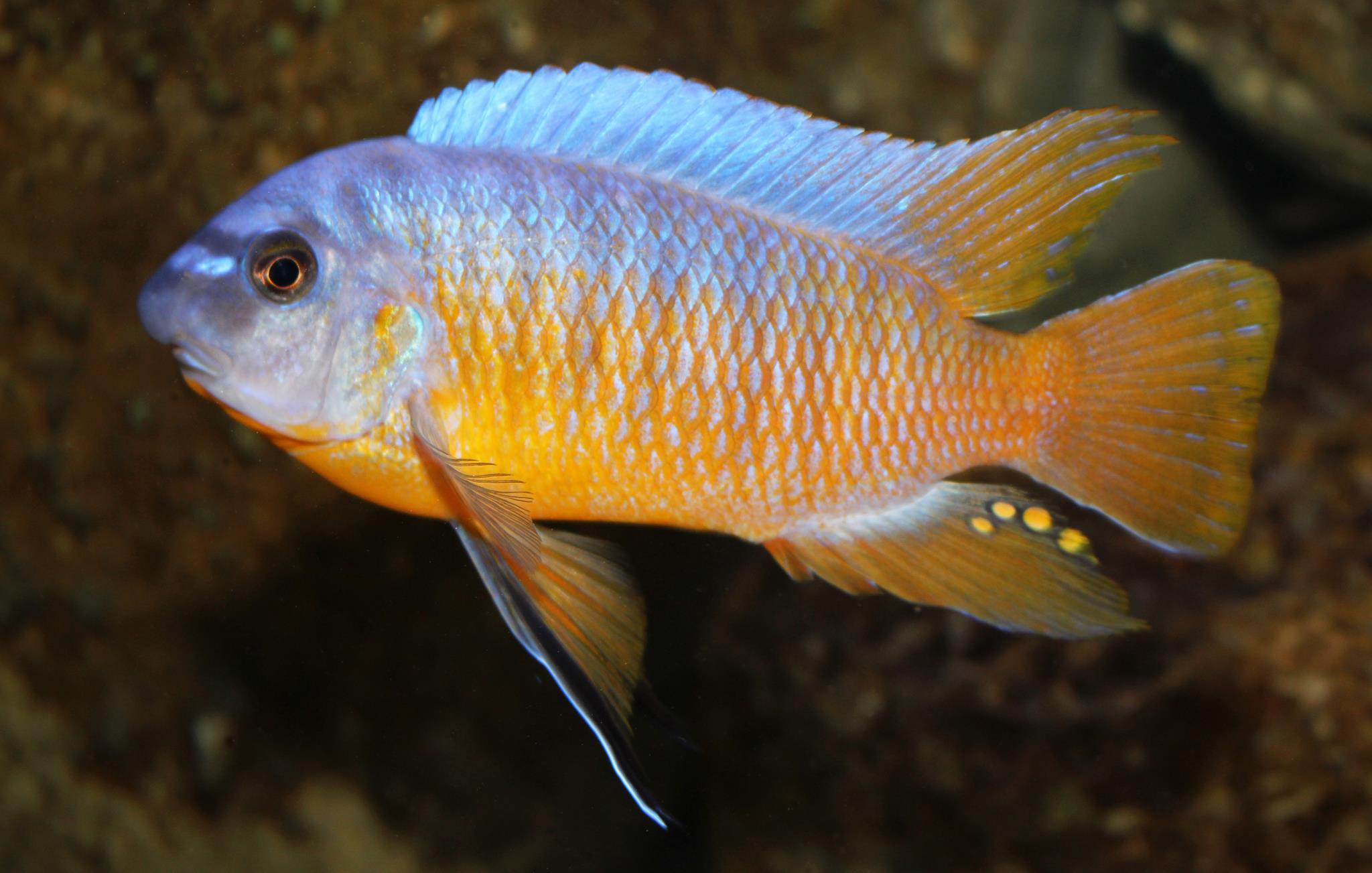 Labeotropheus chlorosiglos Malawi-cichlidy. cz .