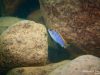 Labidochromis sp. ,hongi‘