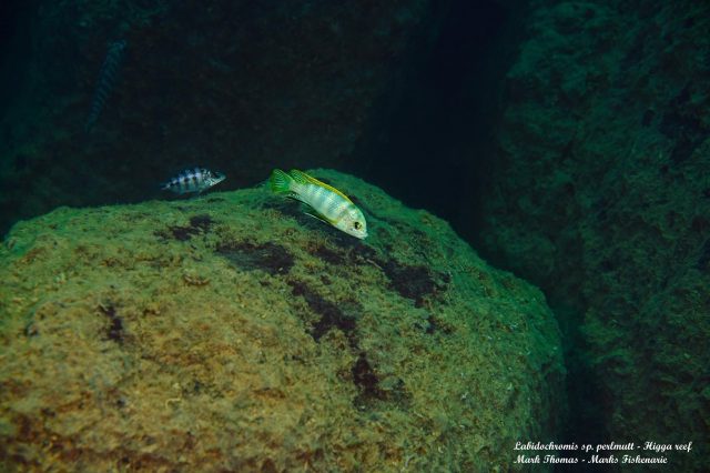 Labidochromis sp. &#8218;perlmutt&#8216;