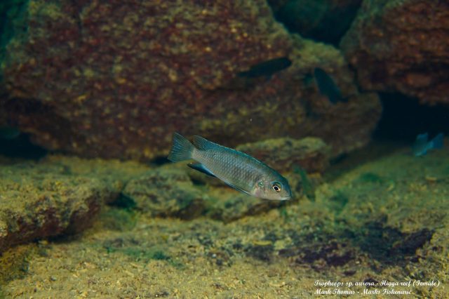 Tropheops sp. ‚aurora‘ Higga Reef (samice)