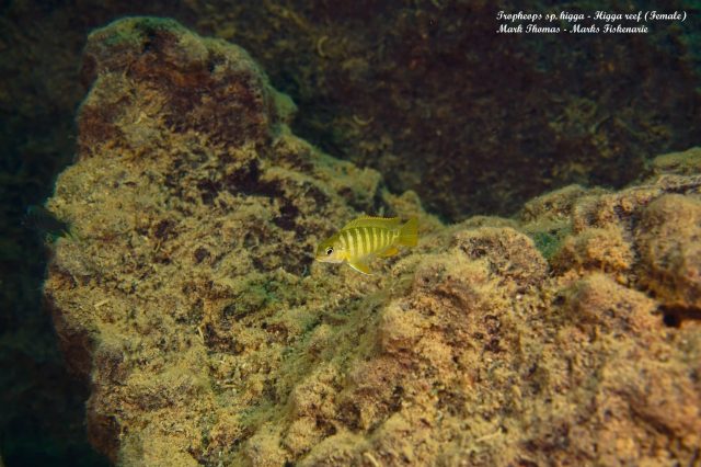 Tropheops sp. 'higga' Higga Reef (samice)