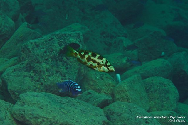 Nimbochromis livingstonii
