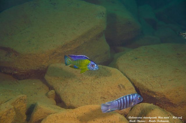 Aulonocara stuartgranti Hai Reef (samec)