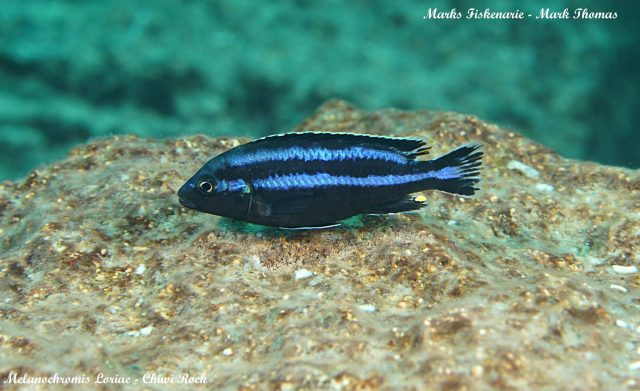 Melanochromis loriae (samec)