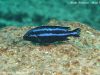 Melanochromis loriae (samec)