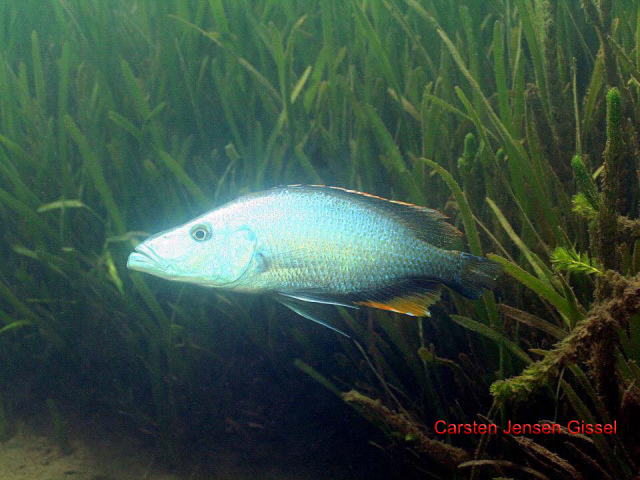 Dimidiochromis compressiceps Chiofu Bay