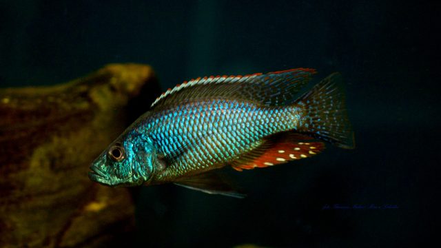 Dimidiochromis strigatus (samec)