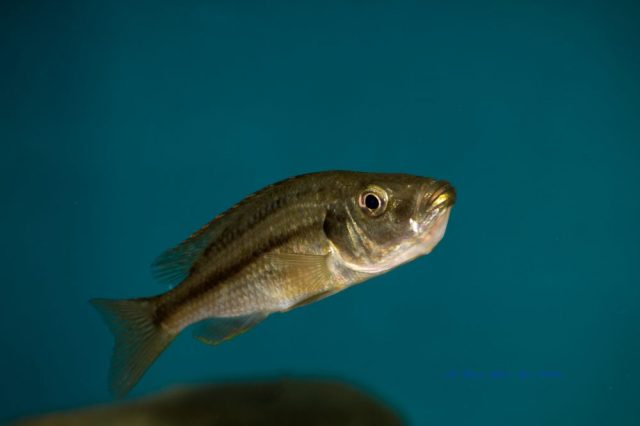 Dimidiochromis strigatus (samice)