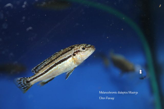 Melanochromis dialeptos Masinje (samice)
