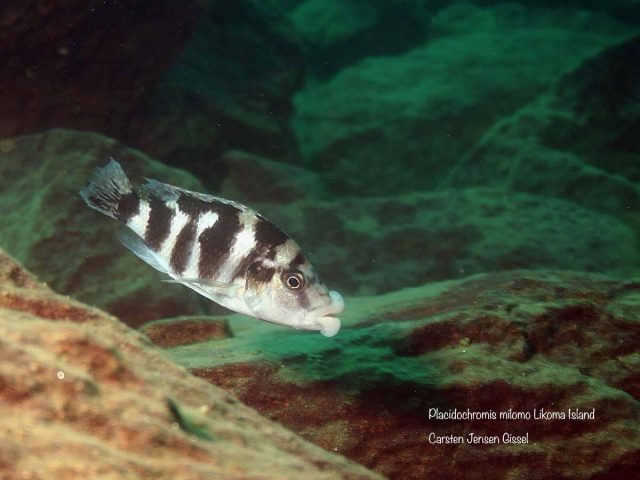 Placidochromis milomo Likoma Island