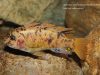 Labeotropheus fuelleborni Chimwalani Reef (OB samice)