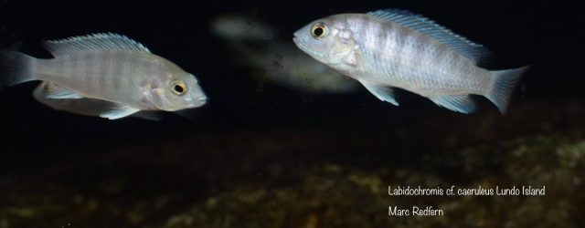 Labidochromis cf. caeruleus Lundo Island