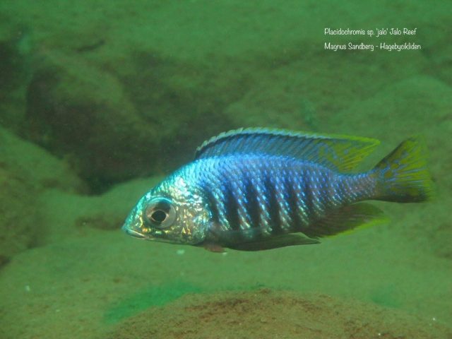 Placidochromis sp. &#8218;jalo&#8216;