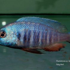 Placidochromis sp. ‚electra blue‘