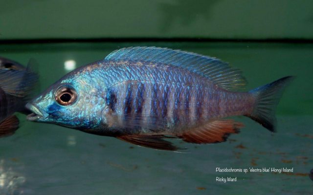 Placidochromis sp. ‚electra blue‘