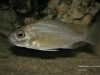 Placidochromis sp. 'jalo' Jalo Reef (samice)