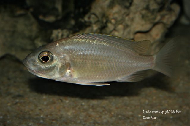 Placidochromis sp. 'jalo' Jalo Reef (samice)