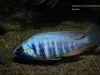 Placidochromis sp. ‚electra‘