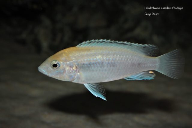 Labidochromis caeruelus Chadagha