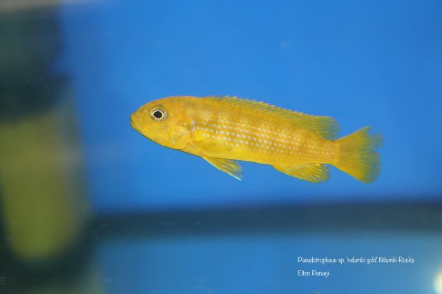 Pseudotropheus sp. 'ndumbi gold' (samice)
