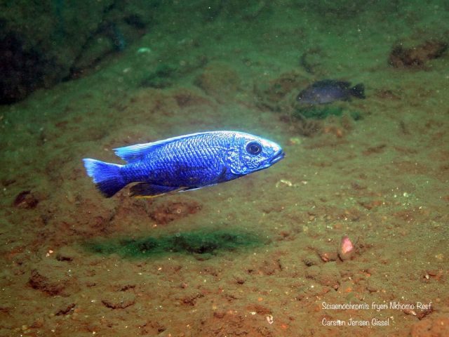 Sciaenochromis fryeri Nkhomo Reef