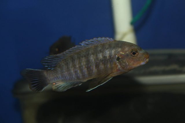 Labidochromis mbenjii Mbenji Island (samec)