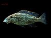 Nimbochromis linni (samec)