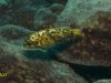 Tropheops tropheops Makokola Reef (OB samice)
