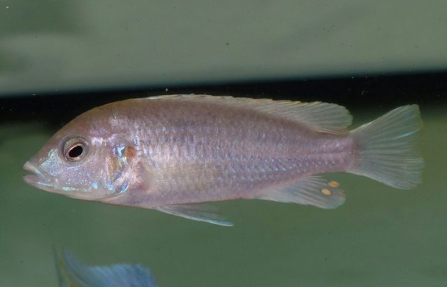 Labidochromis pallidus