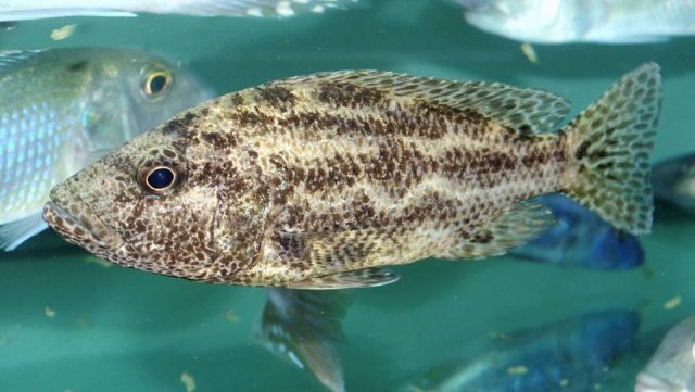 Nimbochromis polystigma (samice)
