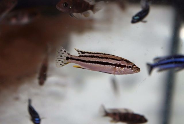 Melanochromis simulans (samice)