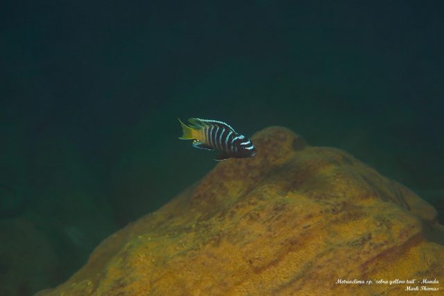 Metriaclima sp. ‚zebra yellow tail‘ Manda