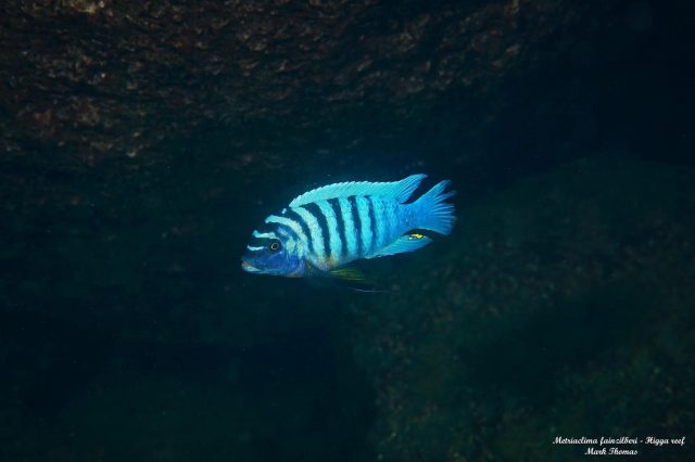 Metriaclima fainzilberi Higga Reef (samec)