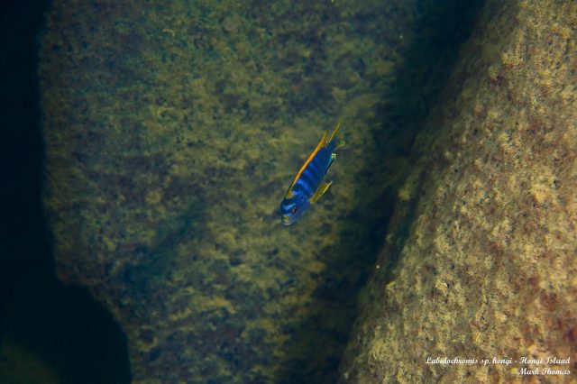 Labidochromis sp. 'hongi' Hongi Island (samec)