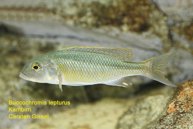 Buccochromis lepturus Kambiri Point