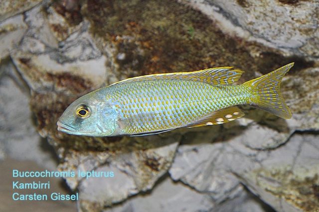 Buccochromis lepturus