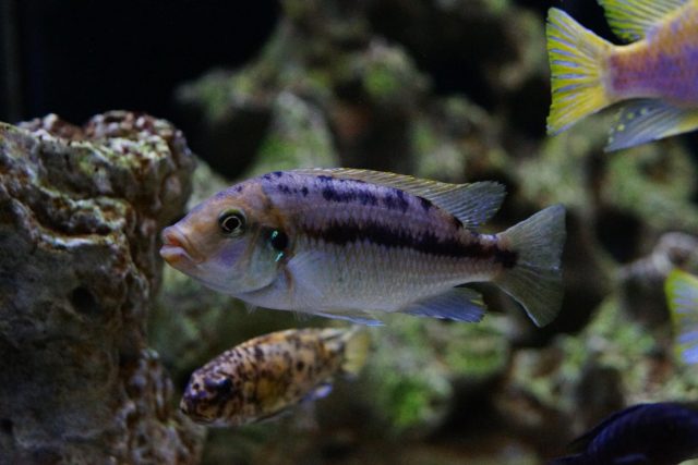 Petrotilapia flaviventris Undu Reef (samice)