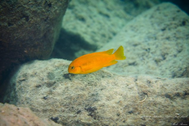 Tropheops sp. ‚chilumba‘ Luwino Reef