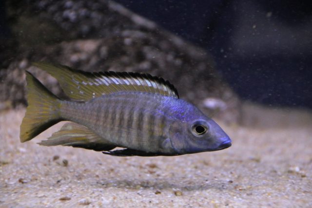 Aulonocara aquilonium Mdoka Reef (samec)