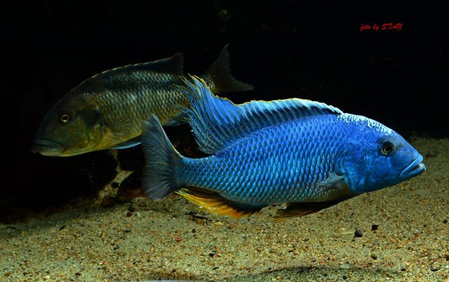Buccochromis nototaeniae