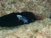 Labidochromis chisumulae (samec)