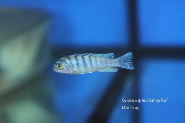 Cynotilapia sp. 'hara' Gallireya Reef (samice)