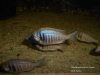 Placidochromis electra Fort Maguire (samice)