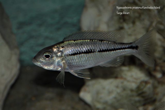 Nyassachromis prostoma Kanchedza Island