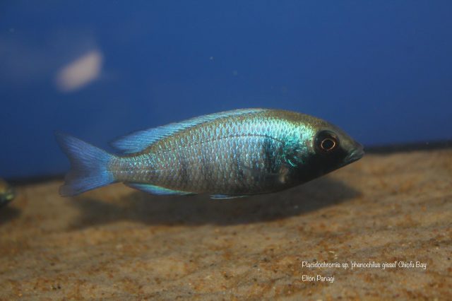 Placidochromis sp. ‚phenochilus gissel‘ Chiofu Bay