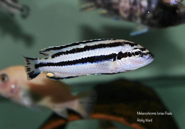 Melanochromis loriae Puulu