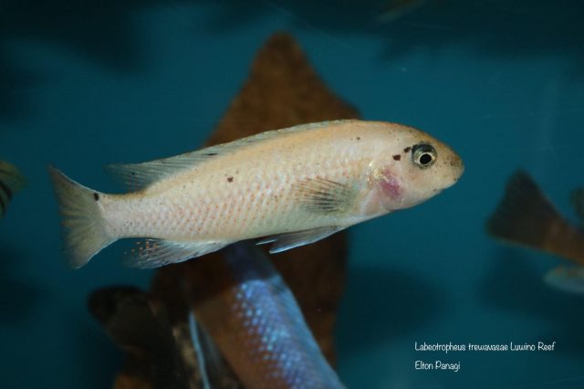 Labeotropheus trewavasae Luwino Reef (O samice)