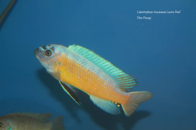 Labeotropheus trewavasae Luwino Reef