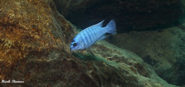 Labidochromis gigas Mitande (samec)