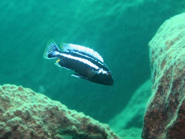 Melanochromis heterochromis